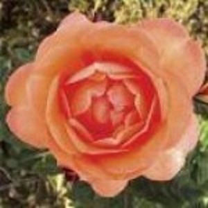 AMELIA (floribunda)
